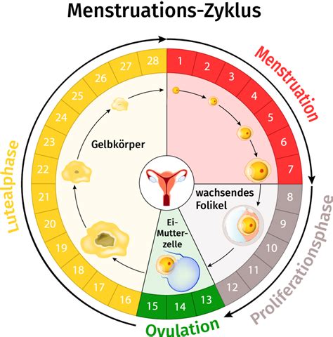 Schema des weiblichen Menstruationszyklus mit den Phasen Follikelreifung, Eisprung und Gelbkörperbildung