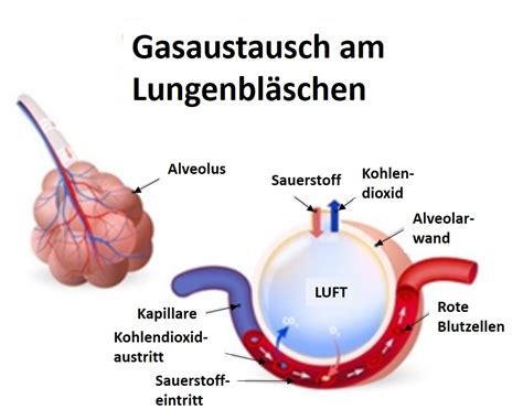 Schema der Lungenentwicklung und der Funktion von Surfactant in den Lungenbläschen.