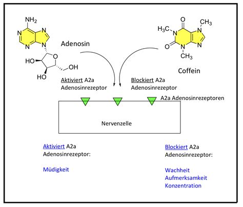 Schematische Darstellung der Wirkung von Misoprostol auf das Myometrium