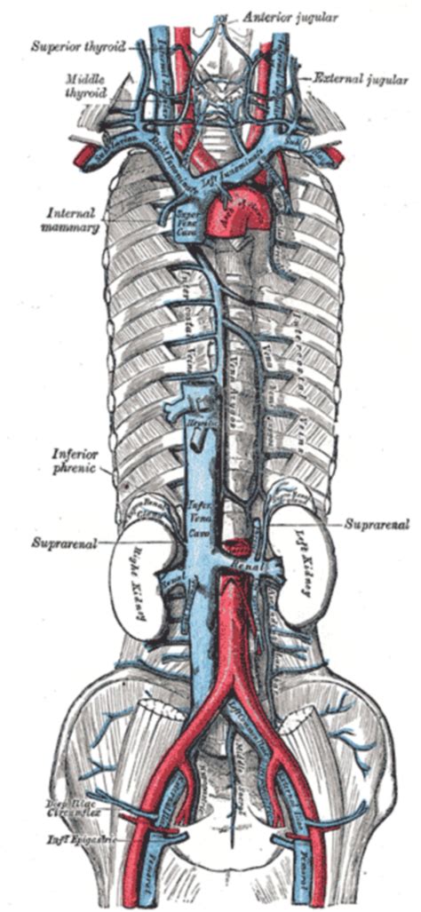 Schema des menschlichen Gefäßsystems mit Darstellung der Vena Cava Inferior und der Bauchaorta, Hervorhebung der unterschiedlichen Wandstärken.