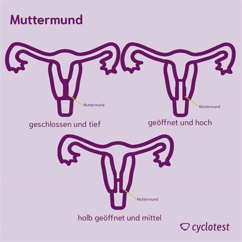 Illustration: Korrekte Position der Finger zum Ertasten des Muttermundes