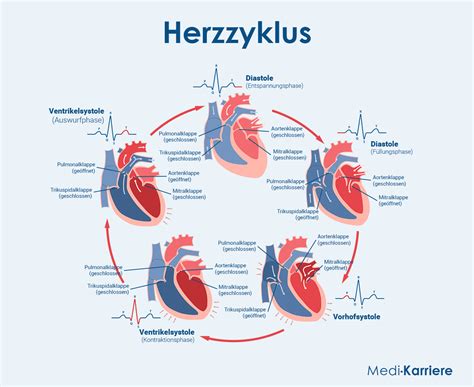 Schema der Herzklappen und ihrer Funktion während des Herzzyklus