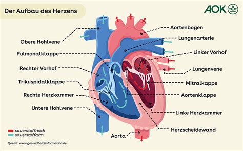 Schema des menschlichen Herzens mit den vier Kammern und Klappen