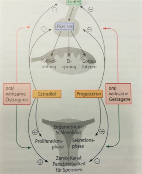 Schema zur Stimulation des Eisprungs mit Clomifen und Auslösespritze