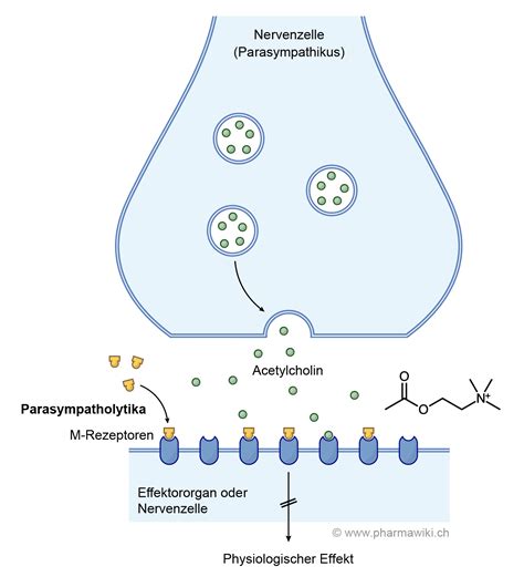 Schema der chemischen Struktur von Atropin und Scopolamin