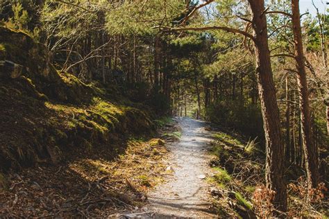 Übersicht: Top 10 Buggys für Waldwege mit Fokus auf Reifen, Federung und Stabilität