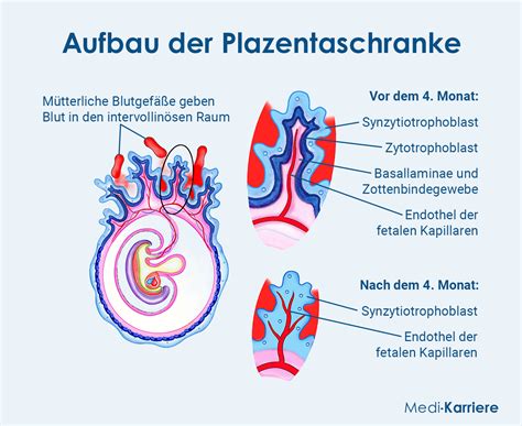 Schema der Plazentaschranke und des IgG-Transports