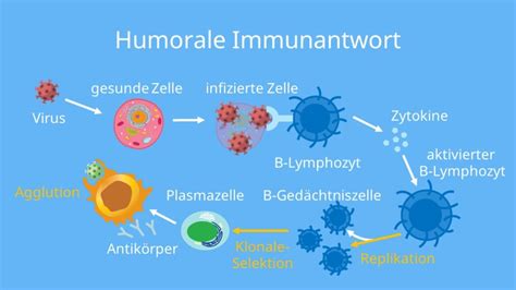Schema der Schleimhautimmunität mit IgA-Antikörpern