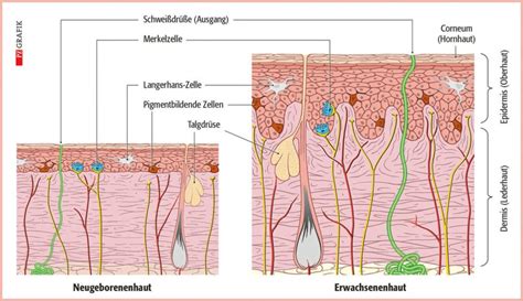 Infografik, die die Bedeutung des pH-Werts der Babyhaut und wie Pampers Sensitive ihn schützt, veranschaulicht.
