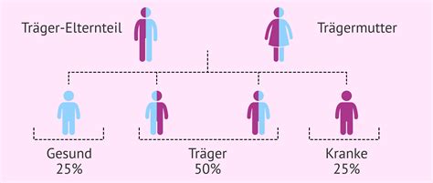 Schema der ROPA-Methode mit genetischer und austragender Mutter