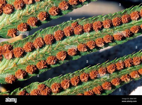 Nahaufnahme von Sori (Sporenkapsel-Häufchen) auf der Unterseite eines Farnwedels