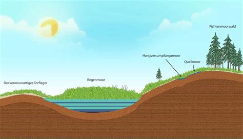 Collage verschiedener Farnarten in ihren typischen Lebensräumen (Wald, Moor, Felswand)