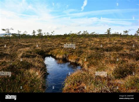 Moorlandschaft mit Spazierweg und Bäumen