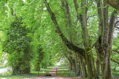 Grüne Allee mit hohen Bäumen und Sonnenstrahlen