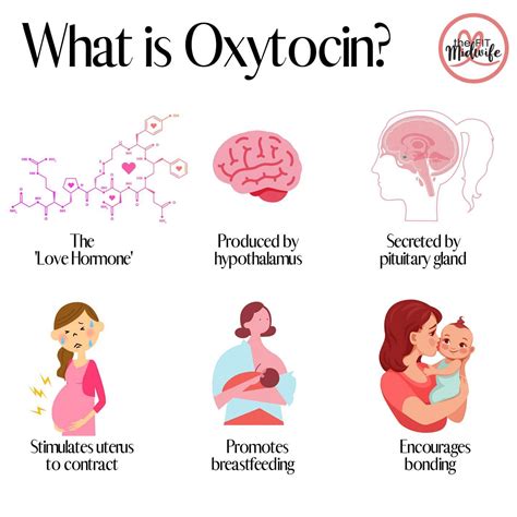 Schema zur Wirkung von Oxytocin
