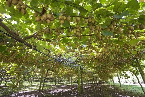 Darstellung einer blühenden Kiwi-Pflanze mit Rankgitter