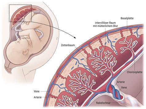 Schema der Blutversorgung zwischen Gebärmutter, Plazenta und Fötus mit Hervorhebung der Nabelschnurgefäße