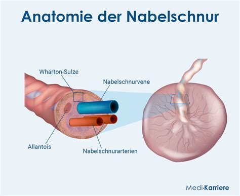 Beispiel einer Farbdoppler-Ultraschallaufnahme der Nabelschnur mit Anzeige der Blutflussrichtung