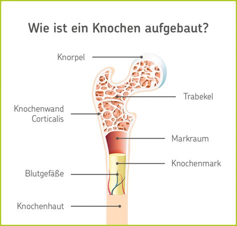 Schematische Darstellung des Knochenaufbaus und der Funktion von Calcium und Vitamin D3.