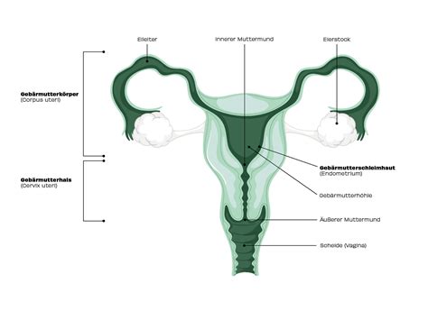 Grafik zur Veranschaulichung der Rückbildung der Gebärmutter.
