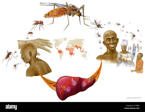 Schema des Malaria-Erregerzyklus mit Mücke und Mensch