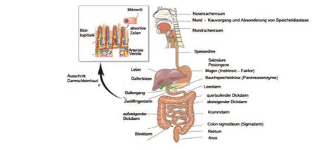 Schema, das den Verdauungstrakt eines Säuglings zeigt, mit Hervorhebung des Reflux-Phänomens.