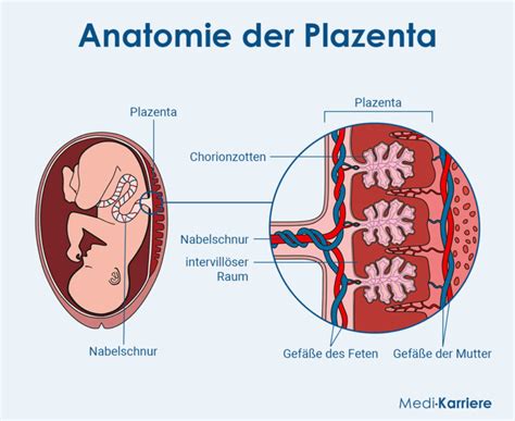 Schema der Plazenta und Nabelschnur mit den Verbindungen zwischen Mutter und Kind