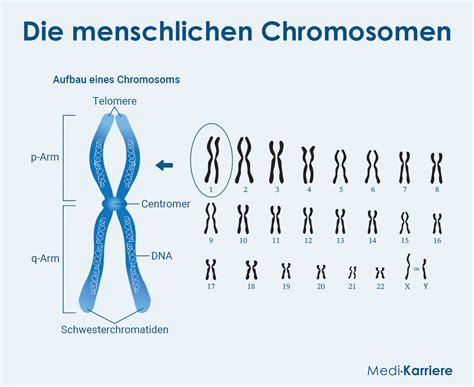 Grafische Darstellung menschlicher Chromosomen