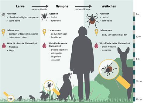 Illustration, die die typischen Aufenthaltsorte von Zecken zeigt (Waldrand, hohes Gras, Büsche)