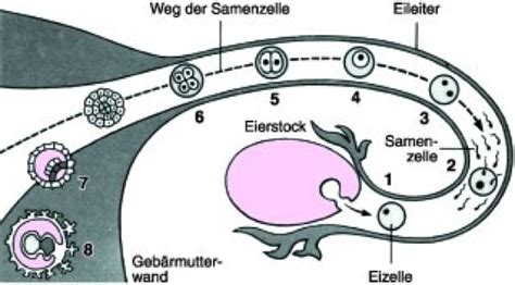 Schema der Embryonalentwicklung des Leistenkanals bei Jungen