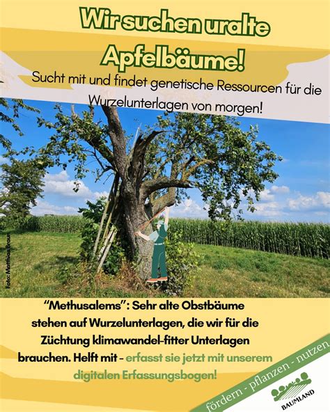 Schema zur Auswahl von Unterlagen für Apfelbäume und deren Einfluss auf das Wachstum.