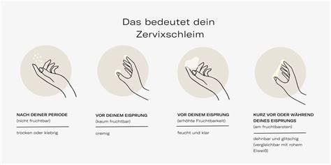 Tabelle mit den verschiedenen Kategorien von Zervixschleim und ihrer Bedeutung