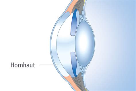 Illustrative Darstellung des Auges mit Fokus auf Hornhaut und Linse