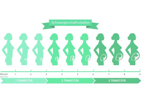 Infografik, die die verschiedenen Trimester der Schwangerschaft und die damit verbundenen Risiken der Medikamenteneinnahme darstellt.