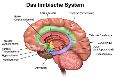 Schematische Darstellung der Gehirnentwicklung von Kindern mit den drei Hauptbereichen: Stammhirn, limbisches System und Neocortex.