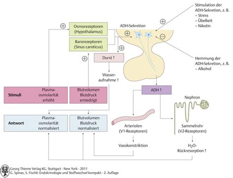 Schema der Hormonwirkung von ADH auf die Nierenfunktion während der Nacht