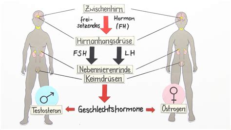 Schema zur Darstellung möglicher genetischer und hormoneller Einflüsse auf die sexuelle Orientierung während der Embryonalentwicklung.