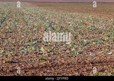 Detailaufnahme von fruchtbarem Nilschlamm auf einem Feld