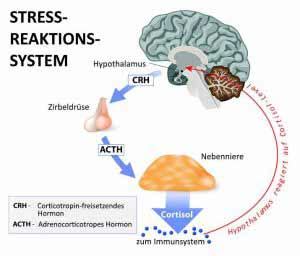 Grafik, die die Ausschüttung von Stresshormonen bei Babys während des Alleinlassens darstellt