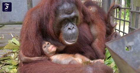 Orang-Utan-Mutter beim Stillen