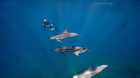 Schwangeren Frau mit Delfinen im Meer
