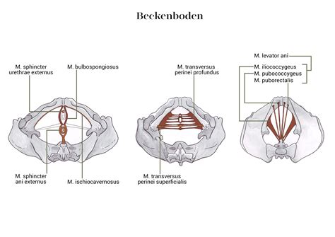 Grafik zur Anatomie des Beckenbodens und der tiefen Bauchmuskulatur