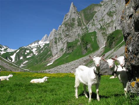 Landschaft mit Ziegen auf neuseeländischen Weiden