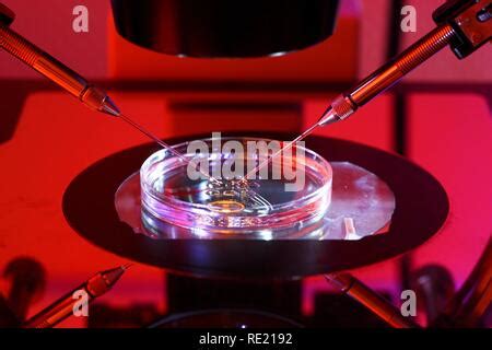 Nahaufnahme der ICSI-Methode unter dem Mikroskop