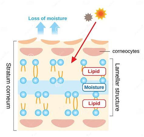 Darstellung der DreamSkin® Technologie mit Lamellenstruktur, die Hautschutz bietet
