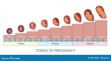 Infografik, die die verschiedenen Phasen der Schwangerschaft und die Unterstützung durch Hebammen zeigt