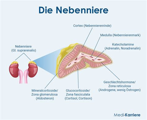 Schema der Nebennieren und ihre Funktion bei der Cortisolproduktion