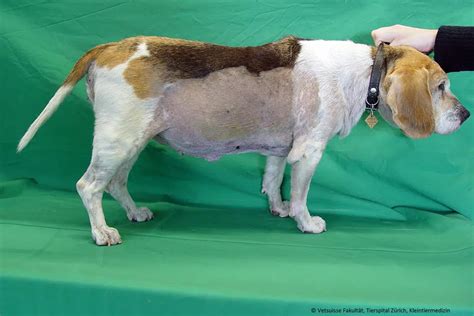 Hund mit typischem Cushing-Syndrom-Bauchumfang