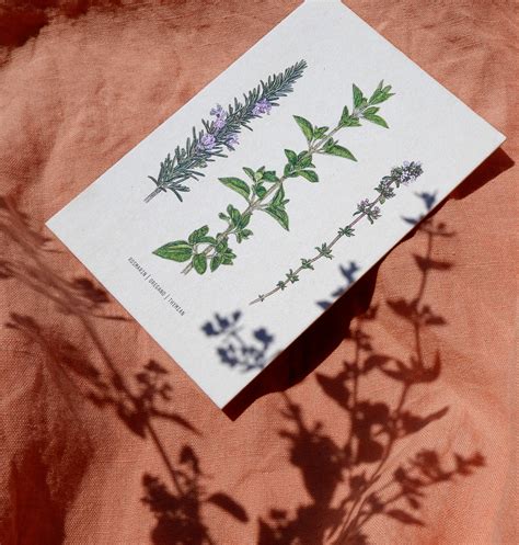 Illustration verschiedener Kräuter, die traditionell für Frauen verwendet werden