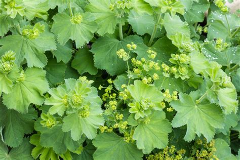 Bild von Frauenmantel (Alchemilla vulgaris) mit Blüten